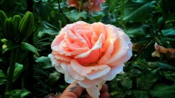 shelovesplants:Admiring the Rose's🙏🌹❤ 