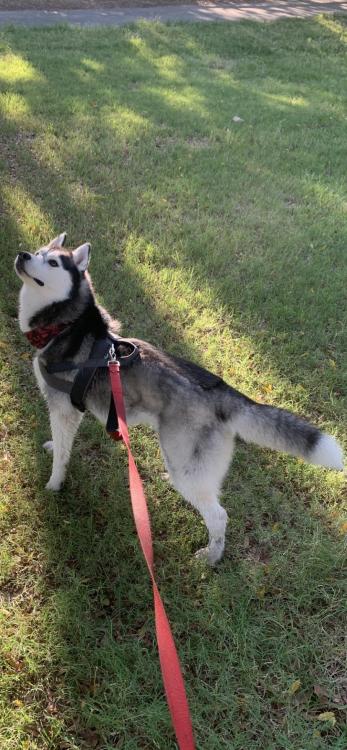 huskyoverload:  That squirrel is taunting me