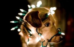 aswechoke:  Here are some dogs wearing Christmas lights. 