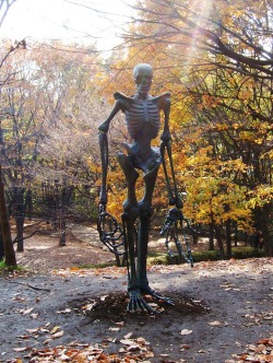 feralsaarebas:  lobs:  Here we see the skeleton of a yaoi man…