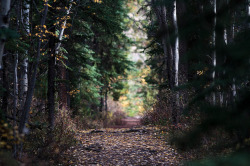 homeintheforest:  Fall Walk 