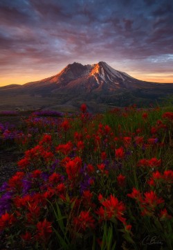 radivs:  Renewal by Candace Bartlett 