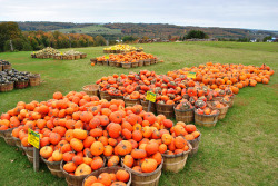 PUMPKINS!!!