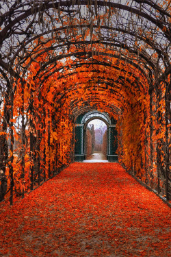 favorite-season:  Autumn in Vienna by  Kate Eleanor R.  