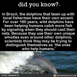did-you-kno:  In Brazil, the dolphins that team up with  local