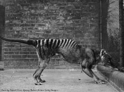 historicaltimes:  A thylacine or ‘Tasmanian tiger’ in captivity,
