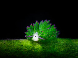 seirye:  moonlit-seashells:  the-awesome-quotes:  Sea Slugs That