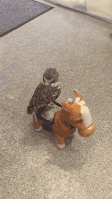 gifsboom:  Video: Owl Rides a Toy Horse [5104127] 