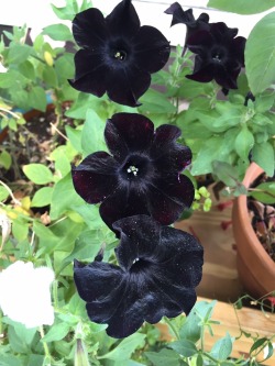 lunarphotos:  everythinginpots:  Black Petunias    get me these