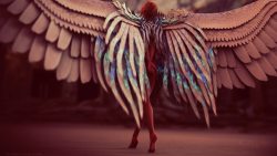 sucede-es:  Winged beautymacpapers: