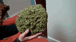 Weed ? SURE