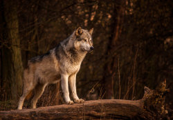 creatures-alive:  Timber Wolf by JoelAJD 