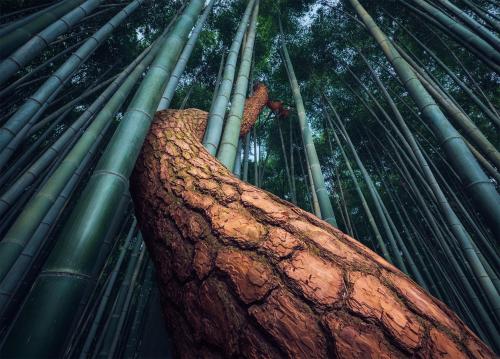 amazinglybeautifulphotography:  Pine tree snaking through a bamboo
