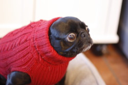 the-smolest-pug:  When your big pug neck doesn’t match your