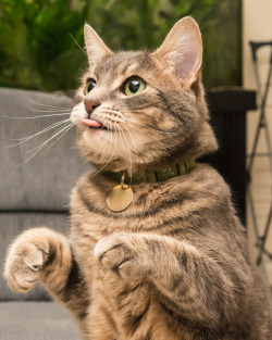 mostlycatsmostly: (via Byron Chin)