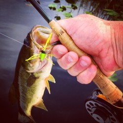 rodandbarrel:April is my favorite month to #flyfish for #bass