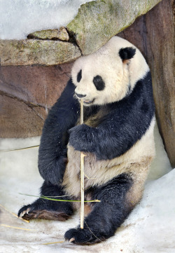 giantpandaphotos:  Gao Gao at the San Diego Zoo, California,