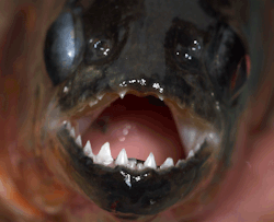 discoverynews:  Piranha Crowned Biting Champ of Fish World: The