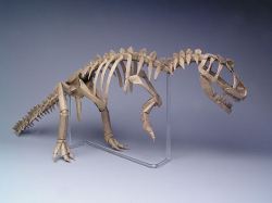 paperphiliac:  Origami Allosaurus Skeleton designed and folded