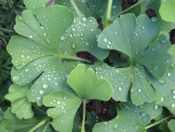 morigrrl:  Raindrops on ginkgo leaves 