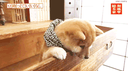 Confessions of a Shibe-a-holic