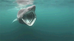 underthevastblueseas:  The basking shark is the world’s second-largest