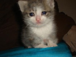 Nooooo, why!? Why does the kitten want to cry!? :’(