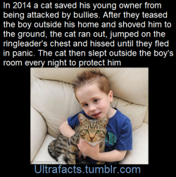 hooligan-nova:  fattyatomicmutant:  ultrafacts:  The cat’s