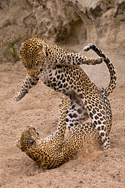 earth-song:  Mating leopard jump by Rudi Hulshof 