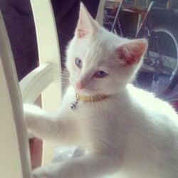 #meko and his smart new collar :‘3 #gold #cute #kitten