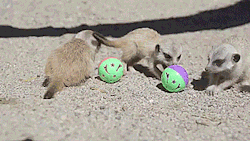 thenatsdorf:  Baby meerkats playing with ball toys. [full video]