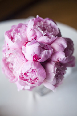 atraversso:  rose ;3 