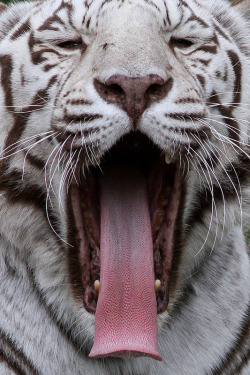 earthlynation:  White Tiger Yawns by Mark Dumont on Flickr. 