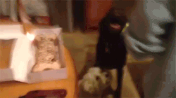 sizvideos:  Dog is super excited about her birthday 