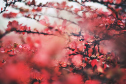 lostnaked:  Into the reds by yoostynaa on Flickr. 