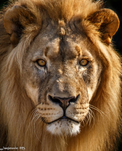 Bendhur    llbwwb:  (via 500px / Lion (Panthera leo) by Mladen