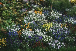 hvllucinvtion:  Very cute flowers in Paris