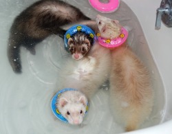 directium: stiegsart:  My ferrets and their fancy new bath floaties!