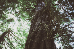 givncvrlos:  the redwood forest | Brooke Holm  My sisters and