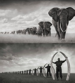 Some pictures are worth more than 1000 words (a herd of elephants in Africa compared to a line of park rangers holding tusks seized from poachers ~ by Nick Brandt)
