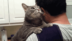 missharpersworld:  anyone who says cats aren’t affectionate