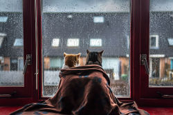 cosyrainydays: hygge-comfort:   dwnsy:  stay cosy with your beloved