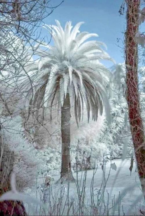 blondebrainpower:Frosty palm tree in Charlston, SC