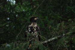 escapetosaltspring:  Immature bald eagle waiting in tree on