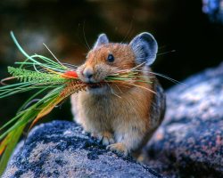 biology-online: Pikas prepare for winter by collecting grasses
