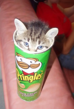 *giggles* kitty in a can. following the principle of “if