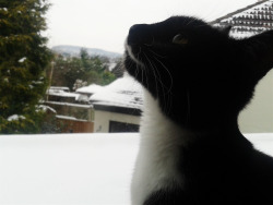 Kitty’s first snow~