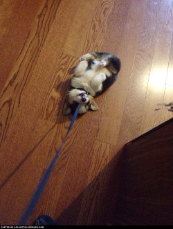 aplacetolovedogs:  Corgi Puppy Is Too Darn Cute  I want to walk