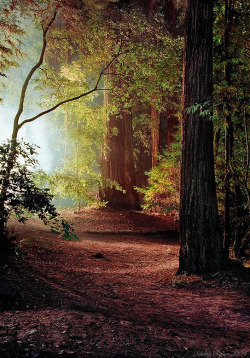 djferreira224:  Redwoods ~ Nikolay Chigirev 