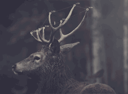 thebabyanimals:  beautiful blog full of baby animals!